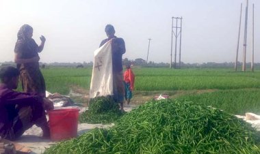 কাঁচামরিচ চাষীদের লোকসানের শঙ্কা