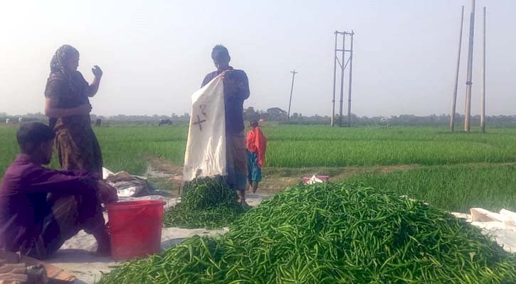 কাঁচামরিচ চাষীদের লোকসানের শঙ্কা