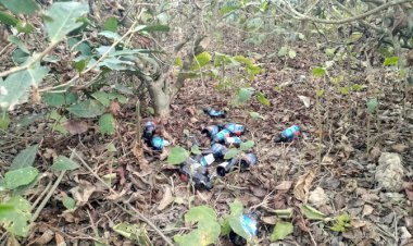 চা শিল্পের আড়ালে মাদকের হাট