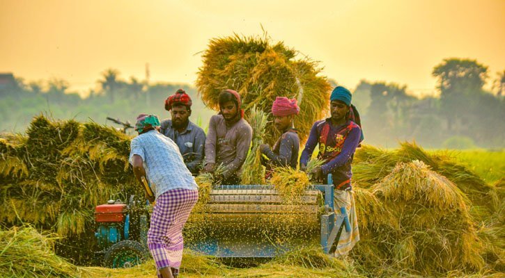 অবশেষে বৃষ্টির দেখা পেলো বোরো ফসল