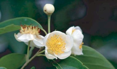 চা বাগানের দুর্লভ ‘বনাক’ ফুল