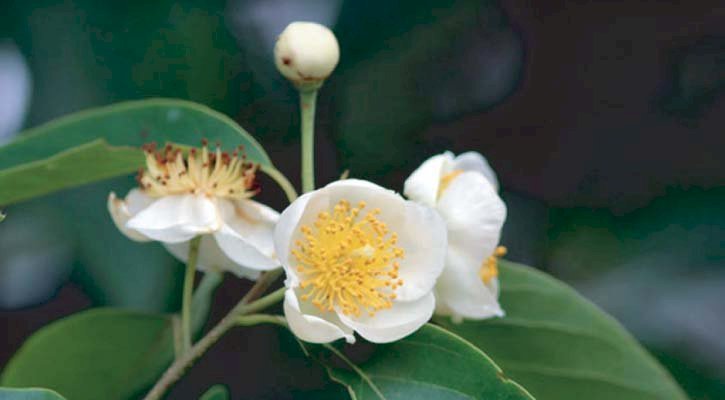 চা বাগানের দুর্লভ ‘বনাক’ ফুল