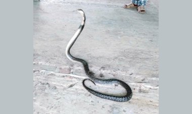 মোরগের খামারে ধরা পড়া ভারতীয় গোখরা অবমুক্ত