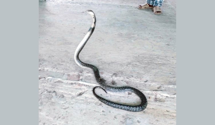 মোরগের খামারে ধরা পড়া ভারতীয় গোখরা অবমুক্ত