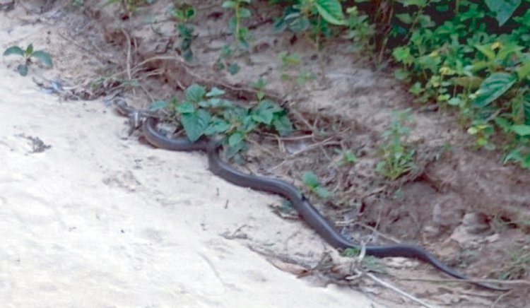ঘর থেকে উদ্ধার কিং কোবরা বনে মুক্ত