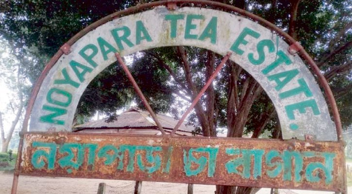 মাধবপুরের নোয়াপাড়া চা বাগানে ধুঁকছে উৎপাদন