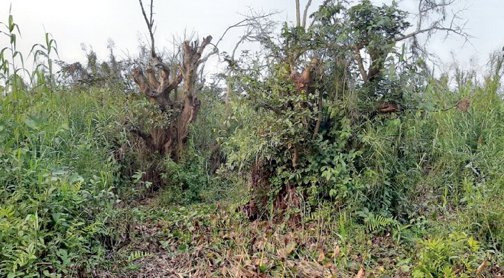 অস্তিত্ব সংকটে ‘লক্ষ্মী বাওর’