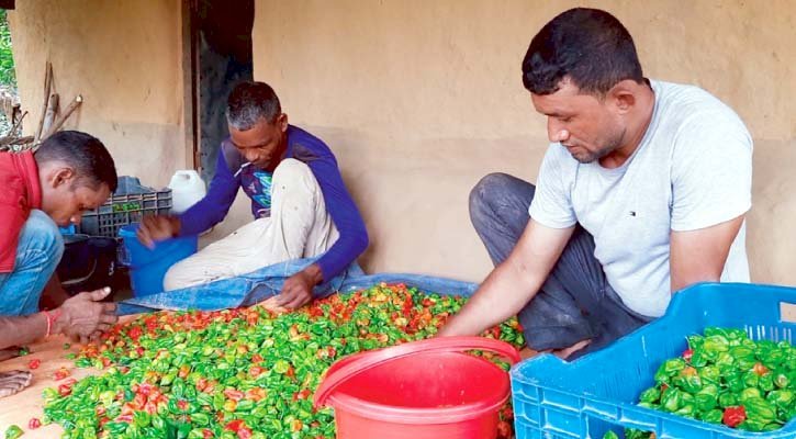 সবুজ পাহাড়ে নাগা মরিচের রাজ্য