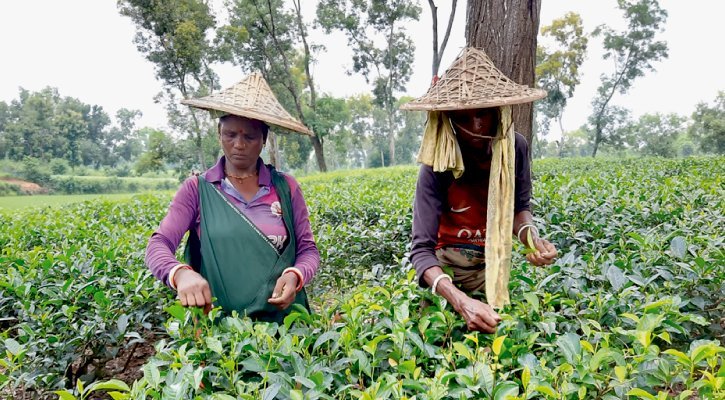 প্রকৃতিতে দ্যুতি ছড়াচ্ছে তেলিয়াপাড়া চা বাগান