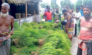 ছিলাপাঞ্জা মোড়ে চারার হাট