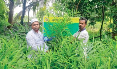 ঘরের সামনে আদার আবাদ