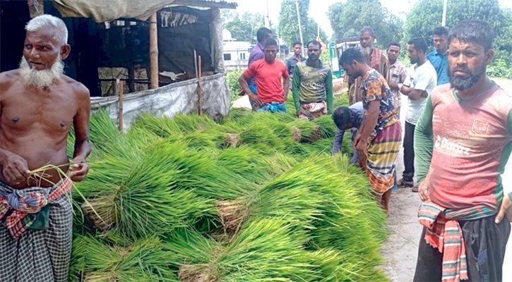 ছিলাপাঞ্জা মোড়ে চারার হাট