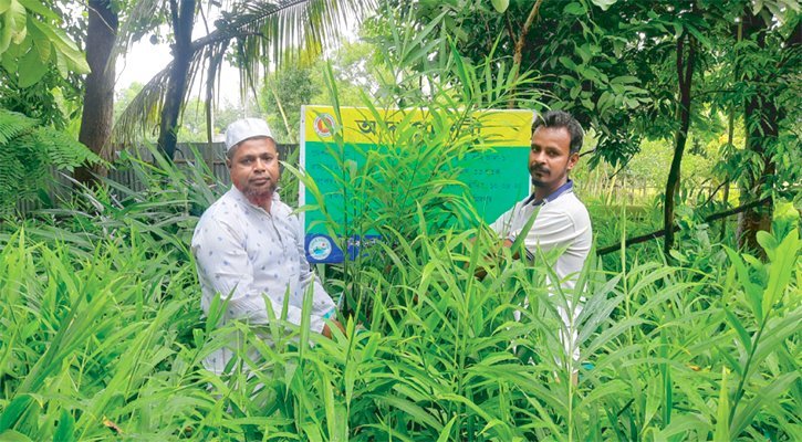 ঘরের সামনে আদার আবাদ