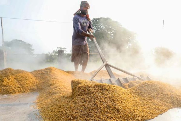 শুরু রোপা আমন ধান কাটা