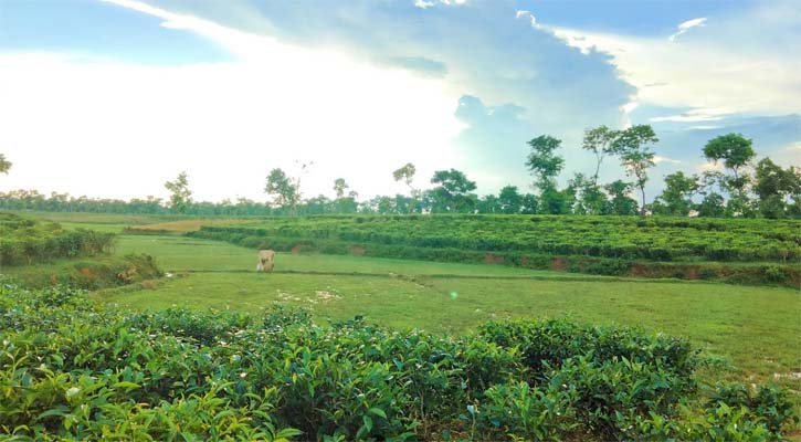 বিএনপি নেতা মুর্শেদ খানের বাগান বন্ধ বিদ্যুতের অভাবে