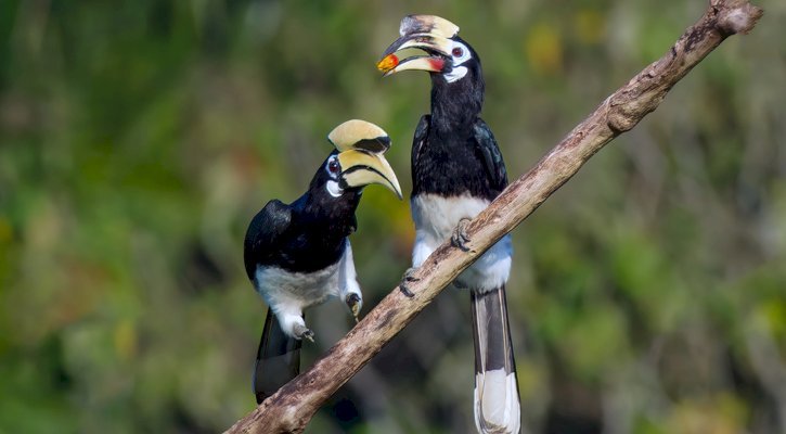 কাও ধনেশ: বনরাজ্যের রঙিন রাজপাখি